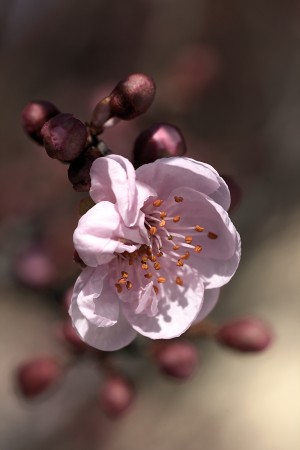 Soft as Blossom In Pink